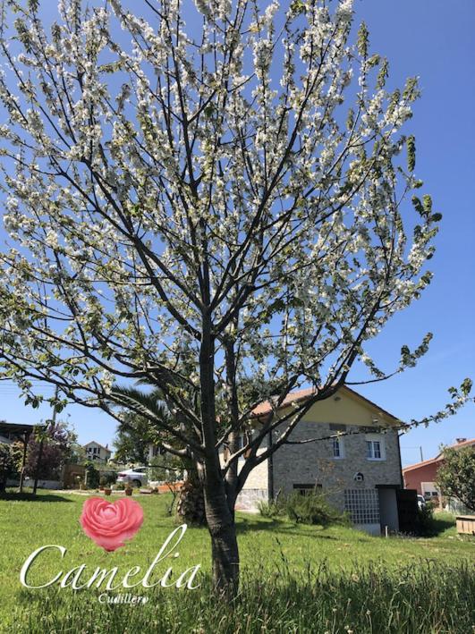 הוילה Albuerne Camelia Casina Rural מראה חיצוני תמונה